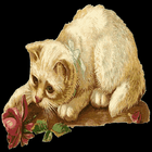 Моя говорящая кошка Ангелина icon