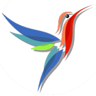 Colibri icône