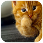Cat Wallpapers (4K, Full HD) : Soft & Cute आइकन
