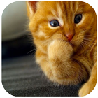 Cat Wallpapers (4K, Full HD) : Soft & Cute icono