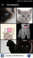 Cat Wallpapers (4K, Full HD) : Soft & Cute Plakat