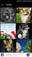 Cat Wallpapers (4K, Full HD) : Soft & Cute captura de pantalla 1