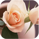 1,004 Flowers Live Wallpapers APK