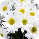 1017 Flowers Live Wallpapers APK