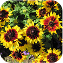 1024 Flowers Live Wallpapers APK