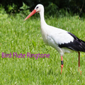 Bird Flute Ringtone: phone ringtone app.