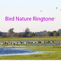 Bird Nature Ringtone: phone ringtone app.