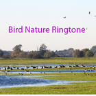 Bird Nature Ringtone: phone ringtone app. icône