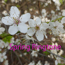 Spring Ringtone: phone ringtone app APK