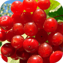 Viburnum Live Wallpaper APK