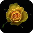 Yellow Rose Live Wallpaper icône