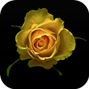 Yellow Rose Live Wallpaper APK