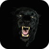 Black Panther Live Wallpaper APK