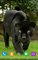 Black Panther Live Wallpaper syot layar 2