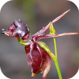 Caleana major Live Wallpaper