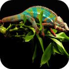 Chameleon Live Wallpaper icône