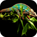 Chameleon Live Wallpaper APK