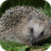 Hedgehog Live Wallpaper APK
