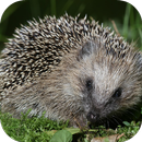 Hedgehog Live Wallpaper APK