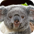 Koala Live Wallpaper