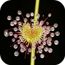 Sundew Live Wallpaper APK
