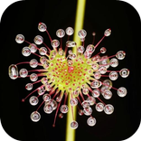 Sundew Live Wallpaper