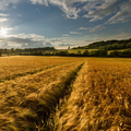 Wheat Wallpapers