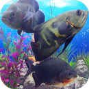 Oscar Fish Aquarium Video 3D APK