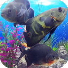 Oscar Fish Aquarium Video 3D आइकन