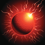 فترة الاباضة