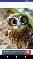 Cute Owl Wallpaper capture d'écran 1