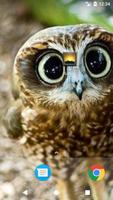 Cute Owl Wallpaper capture d'écran 2