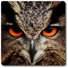 Owl Vision Camera IR Effect icon
