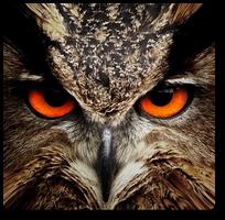 Owl Vision Camera IR Effect poster