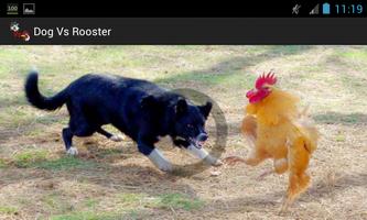 Dog Vs Rooster Affiche