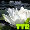 lotus live wallpapers free