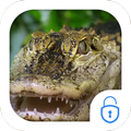 Crocodile Live Theme