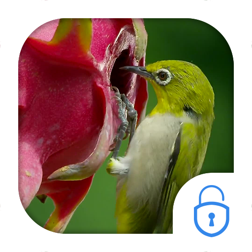 Humming bird dragonfruit theme