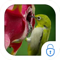 Humming bird dragonfruit theme APK Herunterladen