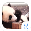 Cute Panda Locker Live Theme APK