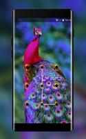 colorful elegant peacock lock theme الملصق