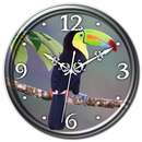 Keel-billed Toucans Clock LWP APK