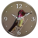 Hummingbird Clock Live WP APK