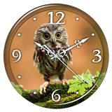 Owl Clock Live Wallpaper icône