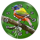 Painted Bunting Clock Live WP APK