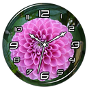 Pink Dahlia Clock Live WP APK