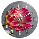 Proteas Clock Live Wallpaper APK