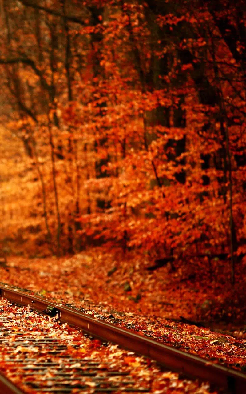 Descarga de APK de otoño de fondo de pantalla para Android Descarga de APK de otoño de fondo de pantalla para Android