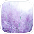 Purple Lavender Theme icon