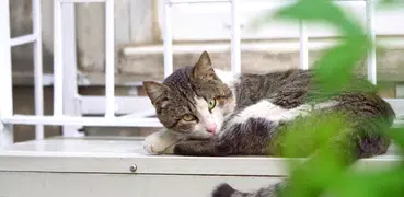 Lazy Cat Video Wallpaper